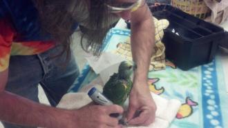 Parrot Grooming with John Fogle